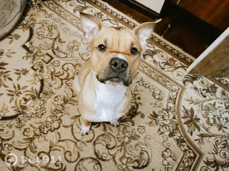 Пропал собака, улица Ленина, Красноуральск - коричневый комбинезон и черная шлейка - photo