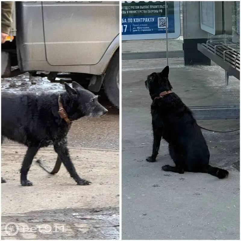 Пропала собака, Сиреневый бульвар, Москва - метис с коричневым ошейником - photo