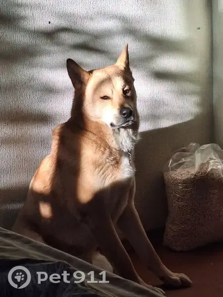 Пропал собака, 2-й Станционный проезд, 7, Саратов - рыжий с белым, порода Акито Ину - photo