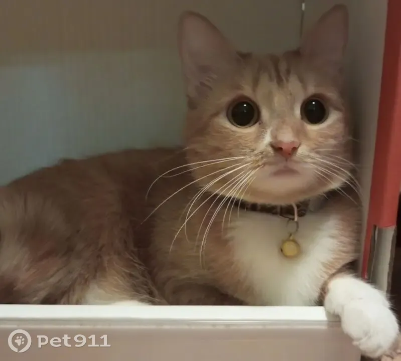 Пропала кошка, женский, улица Карла Либкнехта, 242, Иркутск - рыжая, полосатая с ошейником - photo