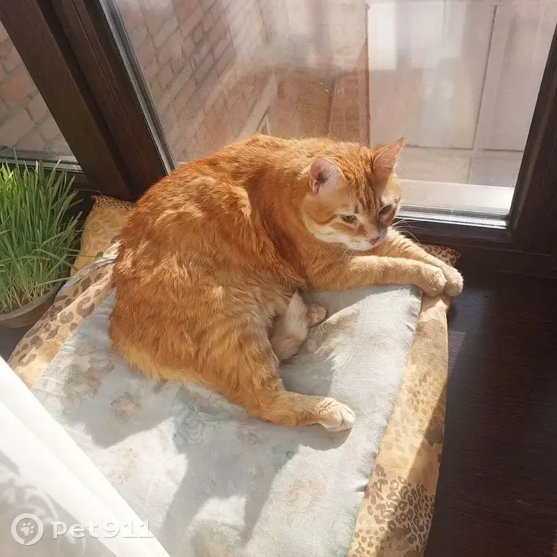 Пропал кот, улица Зорге, 66, Ростов-на-Дону - рыжий с белыми полосками - photo