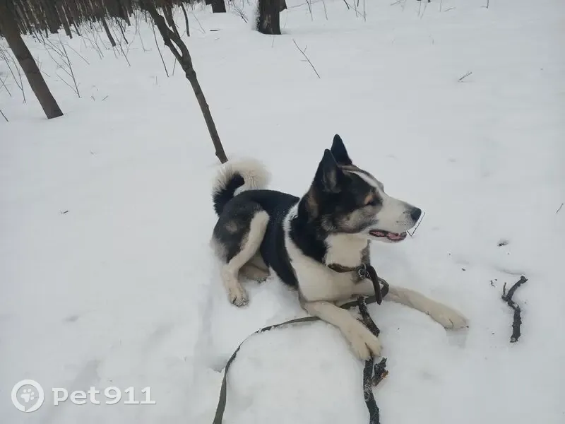 Пропал собака, Большая Филёвская улица, Москва - черно-белый метис с хаски - photo