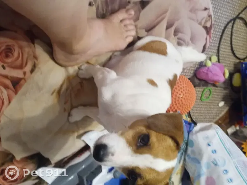 Пропала собака, улица Кутузова, Смоленск - Джек Рассел терьер мини - photo