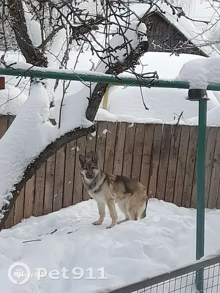 Пропала собака, мужской пол, 25-я линия, Иваново - похож на волка - photo