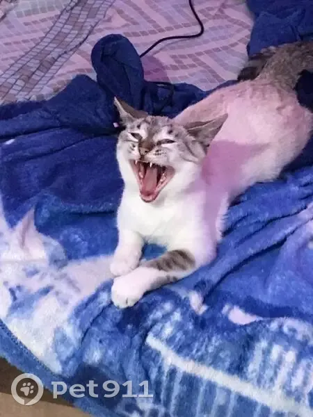 Пропала кошка, Клубничная улица, городской округ Тамбов - розовый ошейник с шипами - photo