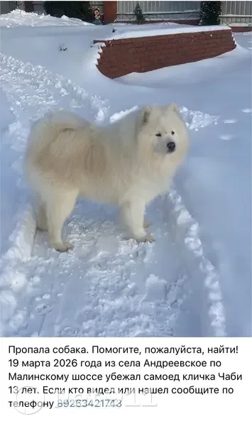 Пропал собака, 46Н-04176, Андреевское - белый окрас, снежный нос - photo