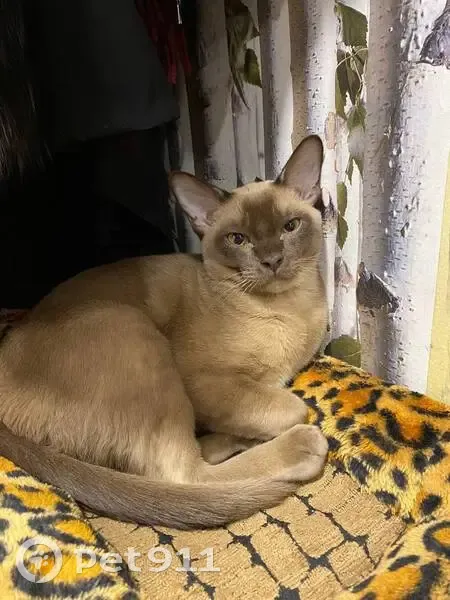 Пропал кот, улица Турку, 8 к1, Санкт-Петербург - светлый коричневый окрас - photo