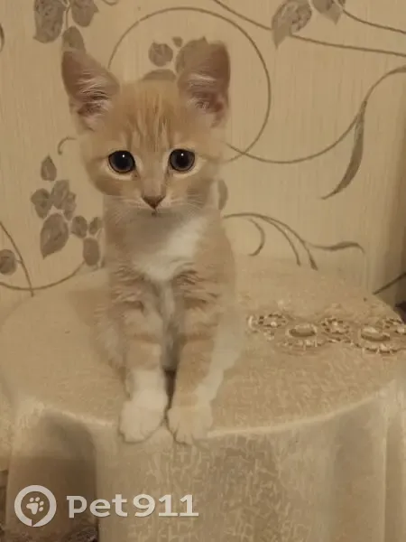 Пропала кошка, улица Дружбы, 11 к1, Великие Луки - рыжий окрас - photo