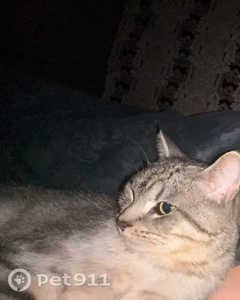 Пропал кот, улица Танкиста Хрустицкого, Санкт-Петербург - серый с белыми полосками - photo