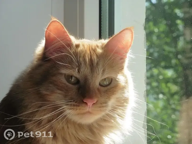 Пропал кот, Псков - рыжий, пушистый, боится людей - photo