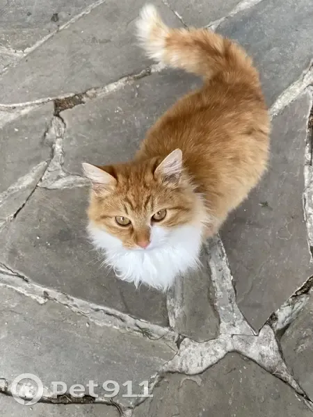 Пропала кошка, улица Вартанова, 1, Аксай - молодая, примерно 6 месяцев - photo