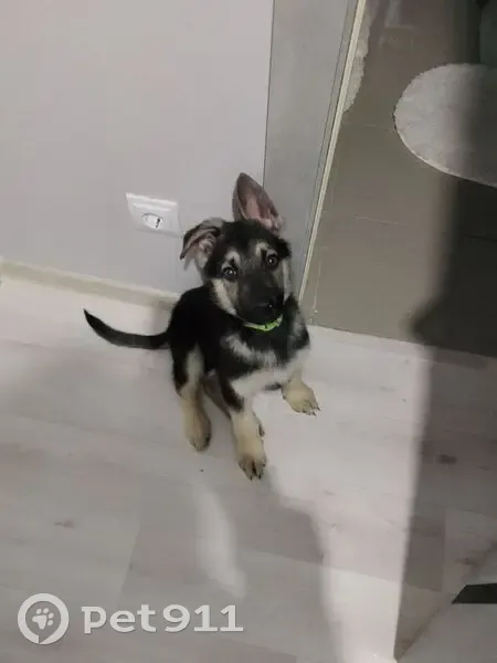 Пропал собака, мужской, проспект Ленина, Волгоград - photo