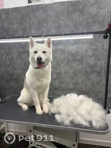 Пропала собака, женская, Янтарный проезд, 17, Москва - метис с ярко-розовым адресником - photo