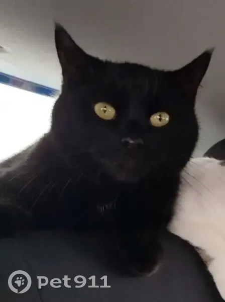 Пропал кот, Галерная улица, Санкт-Петербург - чёрный с белыми шерстинками - photo