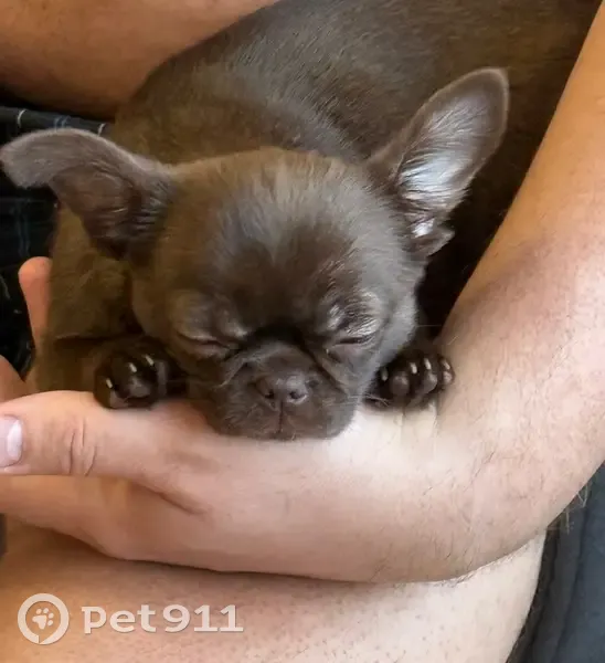 Пропала собака, Молдавская улица, Челябинск - шоколадная с розовой шлейкой - photo