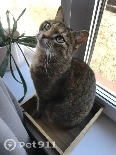 Пропала кошка, Благодатная улица, Пушкин - худощавая с большими глазами - photo