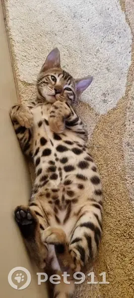 Пропала кошка, Хибинский переулок, 38, Ростов-на-Дону - маленький леопард - photo