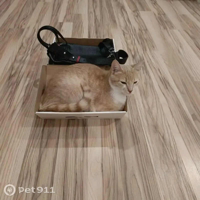 Пропала кошка, Ильменский переулок, Ростов-на-Дону - персиковый цвет, молодая - photo