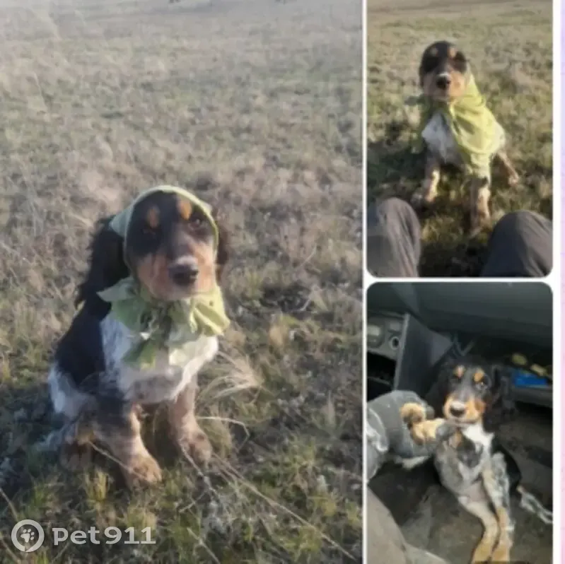 Пропал собака, Алексеевский район - чёрный с коричневыми лапками и белой грудкой - photo