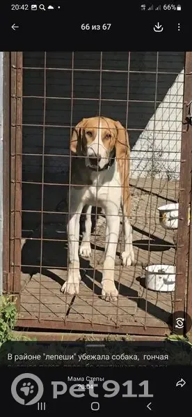 Пропала собака, Железнодорожная улица, 45, Псков - гончая русская Пегая - photo