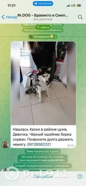 Пропала собака, женский пол, Ачинская улица, 6, Томск - черно-белый окрас и голубые глаза - photo