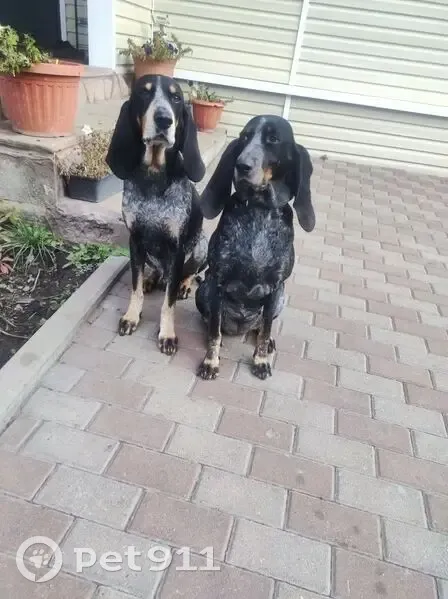 Пропала собака, улица Коммунаров, Ракитное - photo