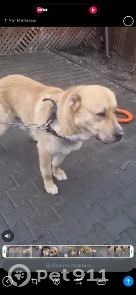 Пропал собака, Юганская улица, 16, Тюмень - алабай рыжий, откликается на Орхан - photo