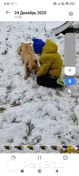 Пропала собака, Ярославская улица, 8, Михайловск - помесь лабрадора и овчарки - photo