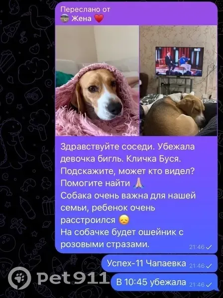 Пропала собака, девочка бигуль, Успех 11, 26, Ставрополь - photo