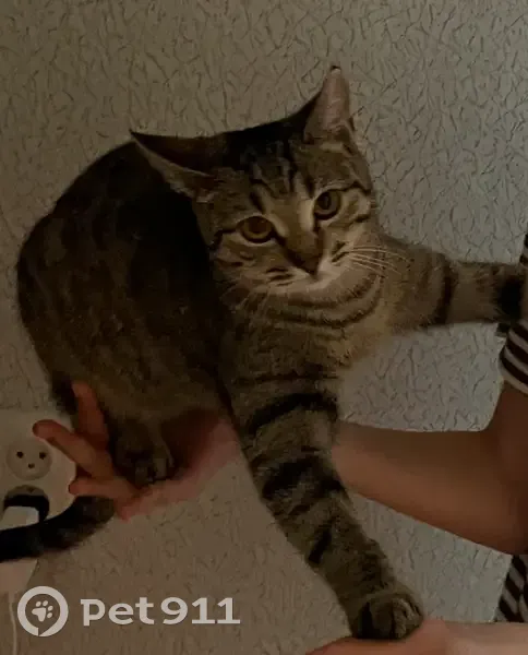 Пропала кошка, ЗАТО Светлый - photo