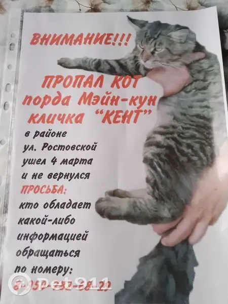 Пропал кот, Ростовская улица, 38, Омск - серого окраса - photo
