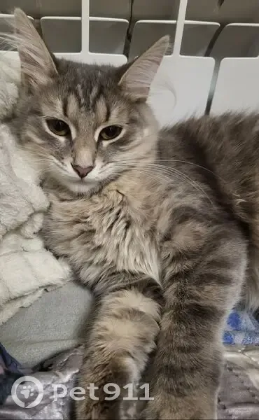 Пропала кошка, Адмиралтейская улица, Казань - серая и пушистая - photo