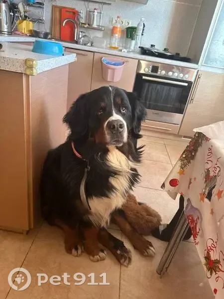 Пропал собака, Рублёвское шоссе, Москва - черный с белой полоской на лбу - photo