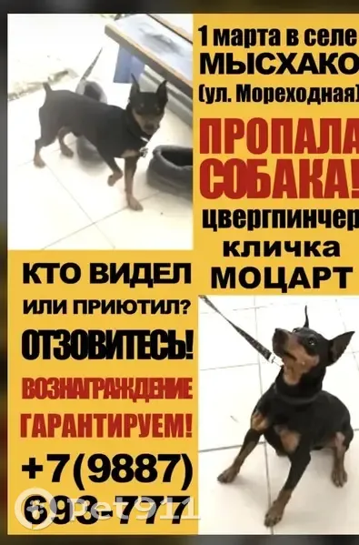 Пропала собака, Мореходная улица, Новороссийск - девочка породы цвергпинчер - photo