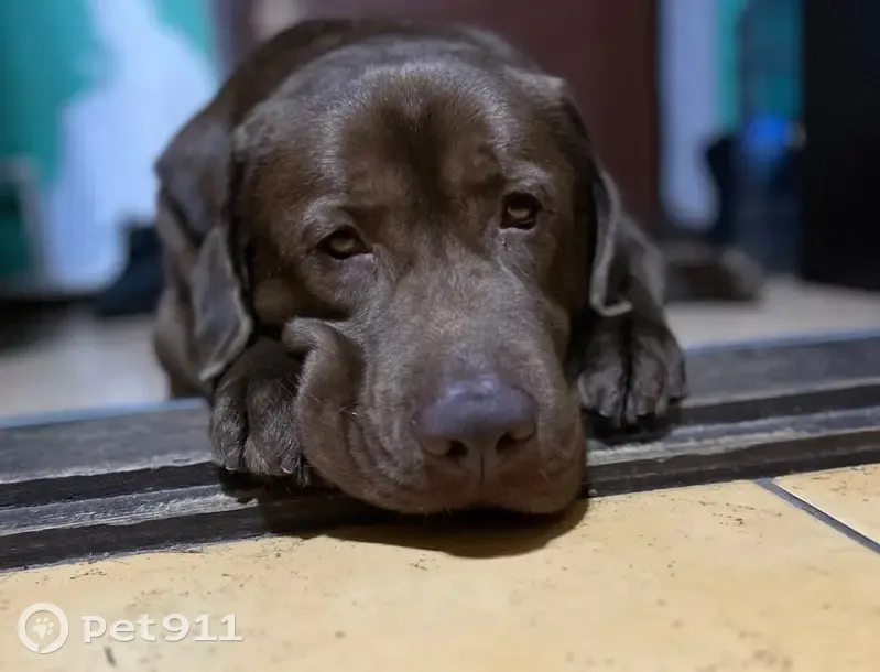 Пропал собака, Крутоберезка, Новозыбков - помчала за бродячими собаками - photo