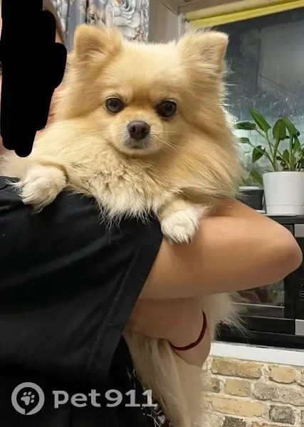 Пропала собака, улица Академика Лукьяненко, 20, Краснодар - шпиц с рыжеватым окрасом - photo