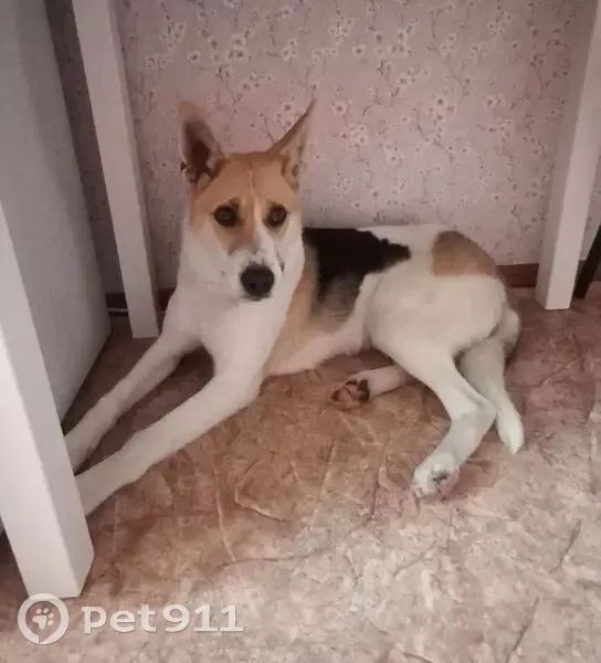 Пропал собака, Амурский бульвар, Хабаровск - белая с черными рыжими пятнами - photo