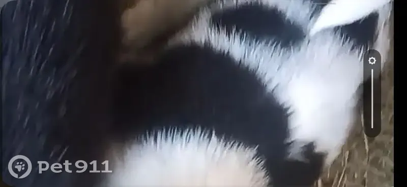 Пропал собака, Западная улица, 36, Челябинск - photo