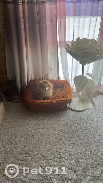 Пропала собака, Хабаровский край - шпиц, хромает на заднюю лапку - photo