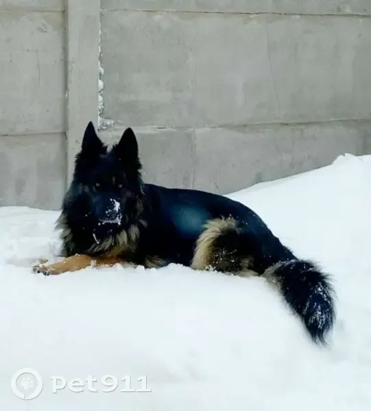 Пропала собака, улица Бичурина, Чебоксары - немецкая овчарка - photo