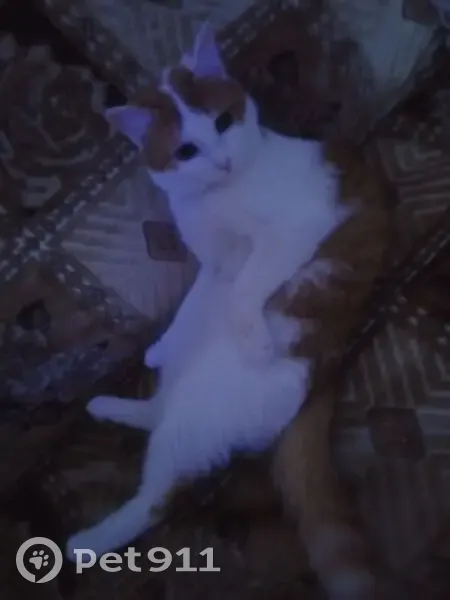 Пропала кошка, улица С.Ф.Горохова, 23, Белебей - рыжая с белыми проблесками и серым ошейником - photo