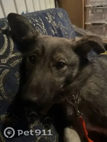 Пропала собака, Манерная улица, Калы, Сабинка - серый окрас и зеленый ошейник - photo