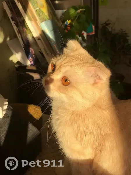 Пропала кошка, проспект 50 лет Октября, 58, Сызрань - пугливая, с ошейником - photo