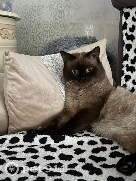 Пропал кот, 2-я Рудничная улица, Черемхово - тайская порода - photo