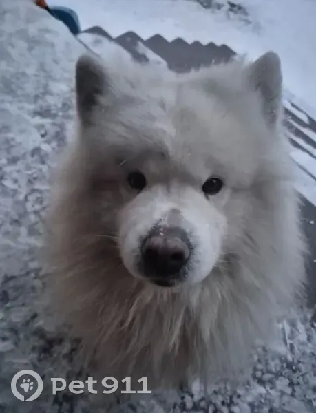 Пропал собака, Сапфирная улица, 60А/1, Барнаул - без ошейника, с ранами на лапах - photo