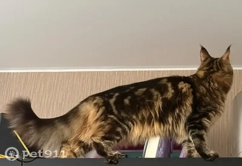 Пропала кошка, улица Художников Шуваловых, Кострома - порода Мейн-кун - photo