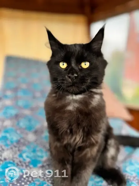 Пропал кот, улица Тукая, 14, Дмитриевка - photo