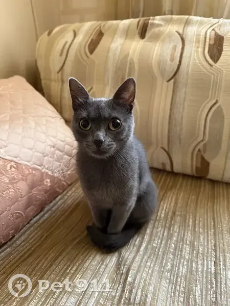 Пропала кошка, женский пол, Локомотивная улица, 31, Ростов-на-Дону - зрачки ромбом - photo