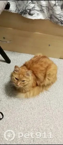 Пропал кот, 24, Сысерть - рыжий, пушистый с чёрной полоской над бровью - photo