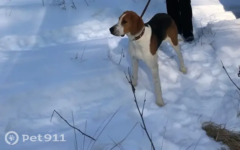 Пропала собака, Школьная улица, Гололобовка, Глазок - photo